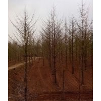 自主專供：3-60公分銀杏實生樹、5-35公分嫁接樹