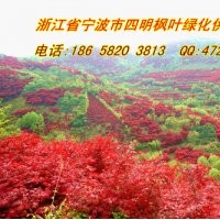 常年優(yōu)惠供應(yīng):紅楓/櫻花/桂花/茶花/茶梅/五針?biāo)?/></a>
<div><a href=