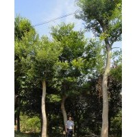 樸樹 香樟 桂花 紫薇 紅葉李 烏桕