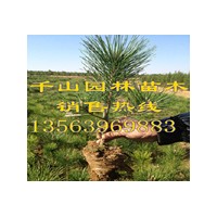 供應(yīng)陜西營養(yǎng)袋黑松苗，陜西50-80公分黑松小苗