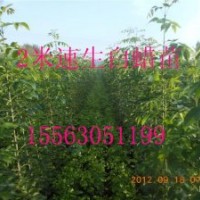 速生白蠟成品苗、速生白蠟半成品苗(秋悶子)