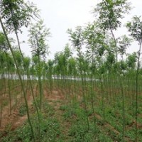 綠化苗木國(guó)槐、垂柳、榆葉梅、丁香、棗樹(shù)、 梨樹(shù)