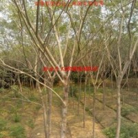 供應(yīng)垂柳 紫薇 烏桕 香樟 合歡 楓香 無患子 火棘