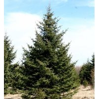 青仟云杉、樟子松、油松、山丁子、白樺、五角楓、白榆