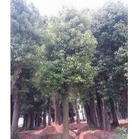 供應(yīng)香樟、樸樹(shù)、欒樹(shù)、高山榕、大葉榕、小葉榕