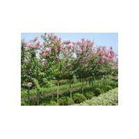 河北綠化苗木大法桐、速生柳、竹柳、金絲柳、垂柳、饅頭柳、漳河