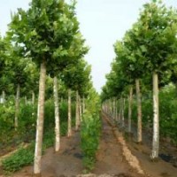 供應(yīng)法桐小苗、造型法桐、速生法桐、2-20CM厘米法桐
