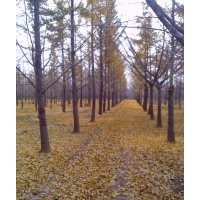 10-20公分銀杏樹 基地供應(yīng)