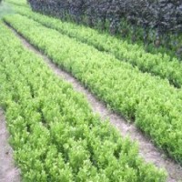 供應(yīng)小葉黃楊