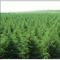 供應(yīng)側(cè)柏、國(guó)槐、花椒、皂角、核桃苗