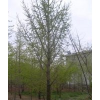 專業(yè)供應(yīng)優(yōu)質(zhì)銀杏種子，銀杏樹