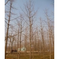 專業(yè)供應(yīng)5-40公分銀杏樹