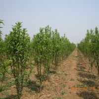 專供龍柱碧桃，菊花碧桃，二喬碧桃，北美海棠，西府海棠，紅葉李