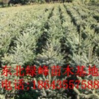 云杉，營養(yǎng)杯云杉苗，云杉苗價(jià)格，云杉種子，吉林云杉苗