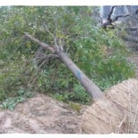 蘇王村苗圃場常年大量供應(yīng)白蠟 速生柳 速生白蠟