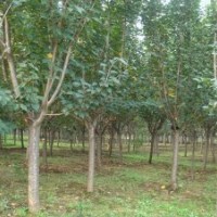 供應(yīng)工程綠化用櫻花（1-20cm)