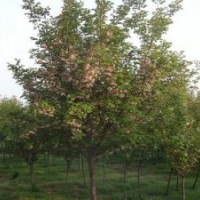 春季工程用各種規(guī)格櫻花開(kāi)始出售啦