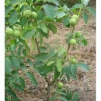 山西運城大量供應(yīng)核桃苗