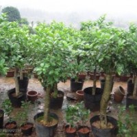 殺頭桂花專供銷(xiāo)售