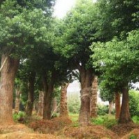供應(yīng)直徑50厘米-60厘米移植香樟精品貨