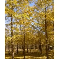 邳州天通銀杏苗木購銷部常年對外銷售5到80公分銀杏樹