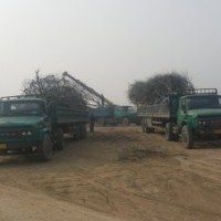 國槐12-15供貨中