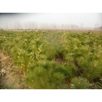 黑松苗1米高黑松1.2米高黑松基地黑松苗價(jià)格