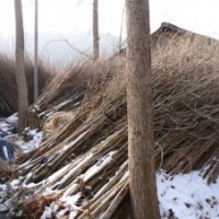 隨州銀杏苗|銀杏小苗|銀杏樹苗供應(yīng)