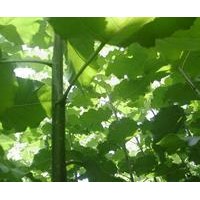 供應(yīng)速生楊樹苗品種齊全