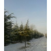 專業(yè)供應(yīng)白皮松 華山松 油松 雪松