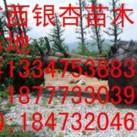 重慶銀杏樹價(jià)格、重慶銀杏樹苗、重慶銀杏苗木