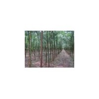 供應(yīng)速生柳