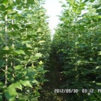 速生白蠟、速生國槐、垂柳、竹柳、速生柳