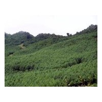 花椒苗、櫻桃、海棠,華山松、油松、雪松、檜柏、側柏、冬青