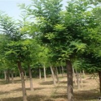 山東國(guó)槐，八公分國(guó)槐，九公分國(guó)槐，十公分國(guó)槐