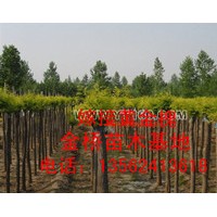 供應6-10公分黃金槐 速生法桐小苗 白蠟小苗