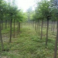 6-10公分刺槐 以及 刺槐小苗