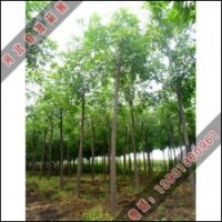 長期低價銷售白蠟