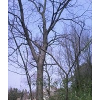 野生苦連子樹(shù)