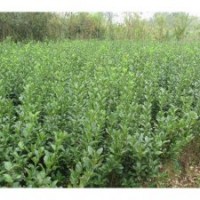 特價(jià)出售衛(wèi)矛.扶芳藤.薔薇,月季,金葉女貞.小葉女貞,紅葉小波