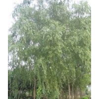 供應(yīng)柳樹、垂柳