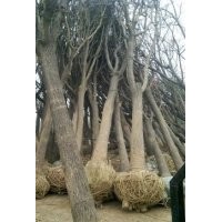 國(guó)槐樹(shù)移植如何何證成活率