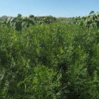 供應(yīng) 文冠果苗 五角楓苗