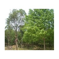 山西《錦源苗圃》白皮松、五角楓、油松、