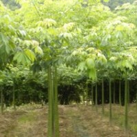 福建美人樹(shù)的價(jià)格，美人樹(shù)供應(yīng)