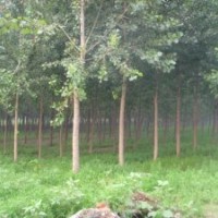 出售1-10公分107速生楊