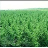 真誠與您合作-南京泉江苗圃場常年低價銷售綠化工程苗