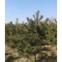 供應(yīng)油松 占地油松