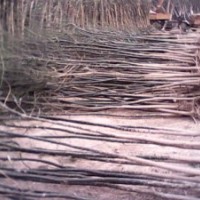 3公分國(guó)槐價(jià)格 北欒小苗價(jià)格