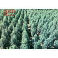 長期供應(yīng)各種苗木